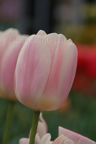 Tulipa Apricot Delight