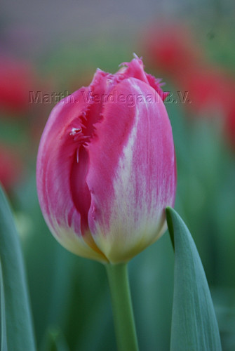 Tulipa Auxerre