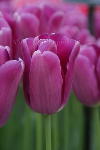 Tulipa Baracuda (r)