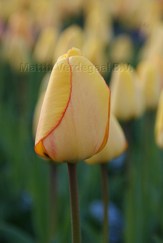 Tulipa Blushing Apeldoorn