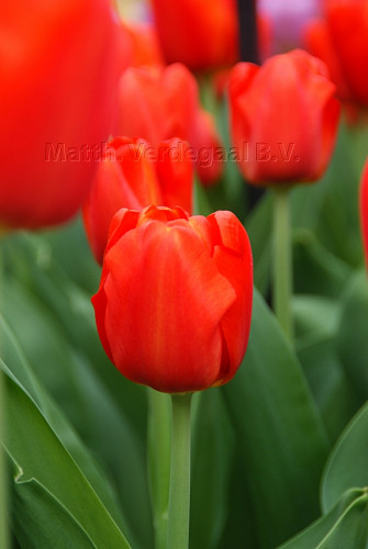 Tulipa Bourbon Street