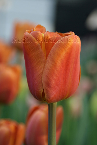 Tulipa Brown Sugar