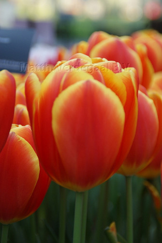 Tulipa Choice
