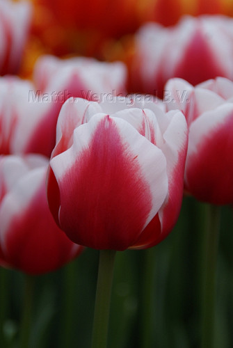 Tulipa Dutch Design