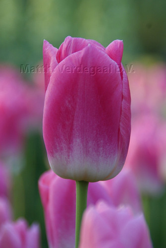 Tulipa Dynasty