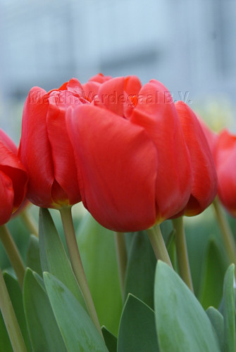 Tulipa Escape