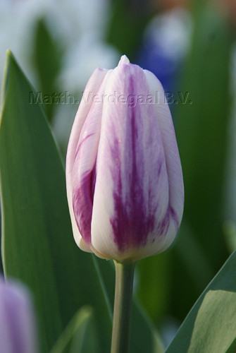 Tulipa Flaming Flag