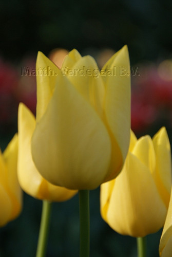 Tulipa Friendship