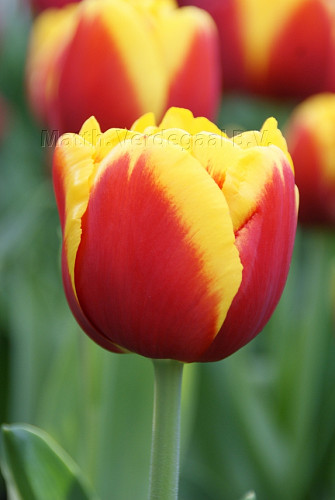Tulipa Gerrit vd Valk