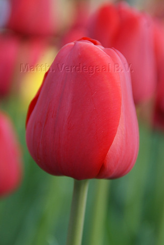 Tulipa Invader