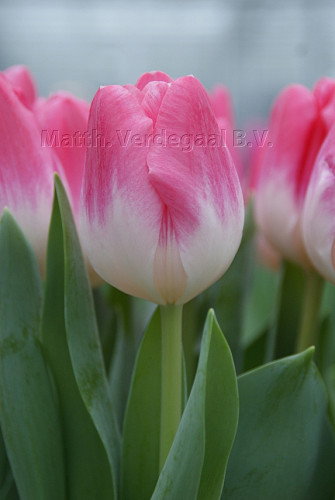 Tulipa Jabadabadoo