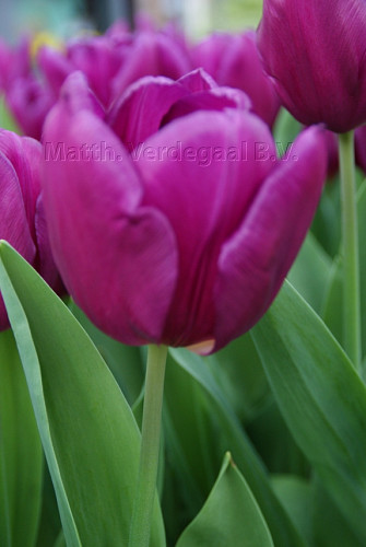 Tulipa Laptop