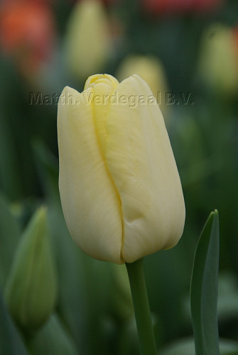 Tulipa Lemonade