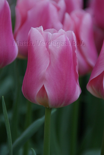 Tulipa Matchmaker