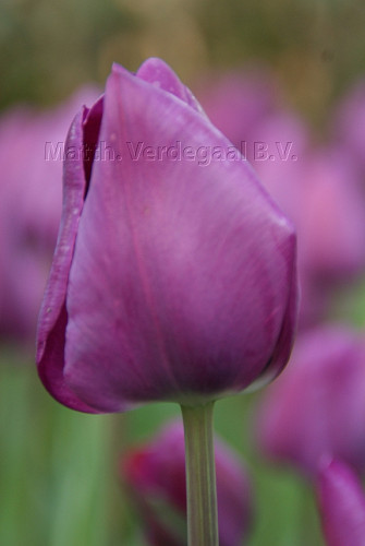 Tulipa Negrita