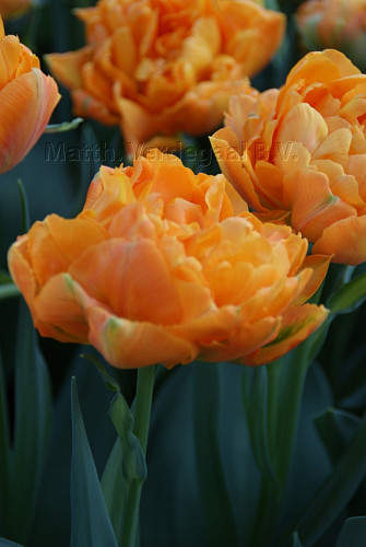 Tulipa Orca