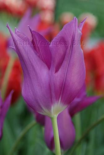 Tulipa Purple Dream