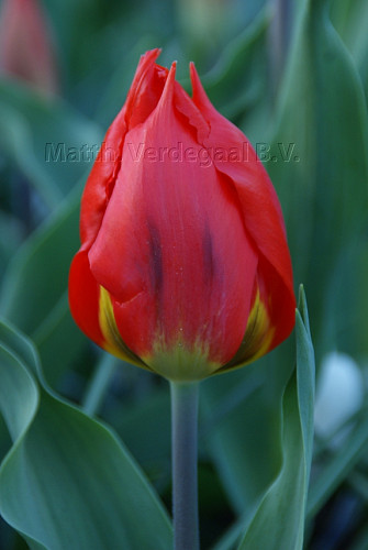 Tulipa Red Flair