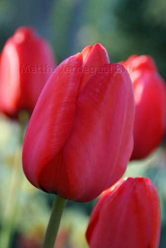 Tulipa Red Impression