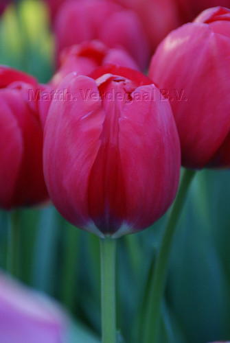 Tulipa Red Power
