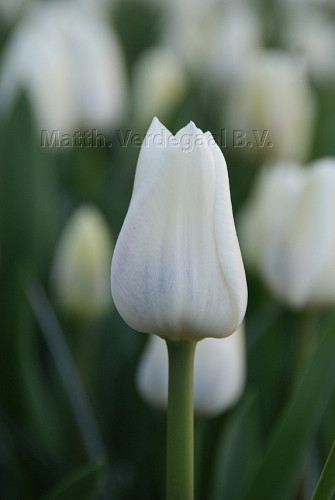 Tulipa Royal Virgin
