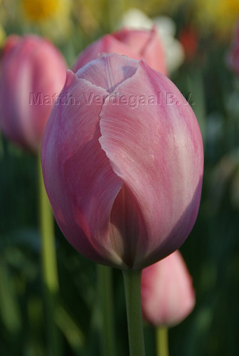 Tulipa Salmon van Eijk