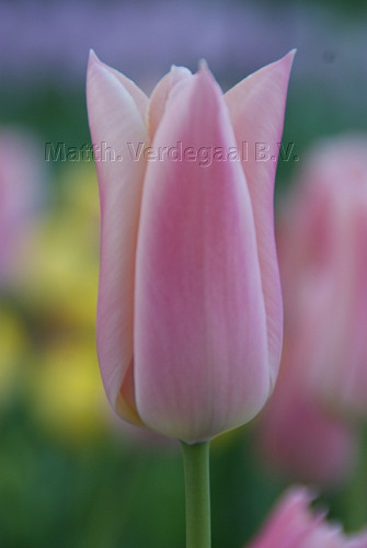 Tulipa Sanne