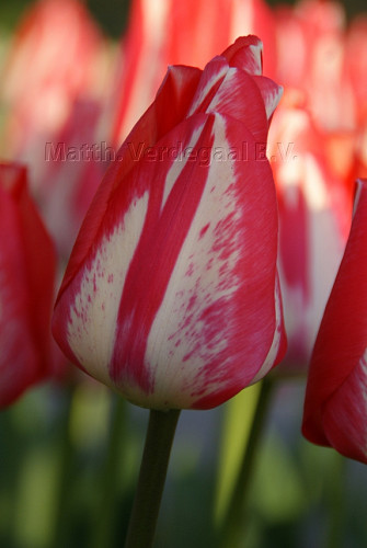Tulipa Spryng Break