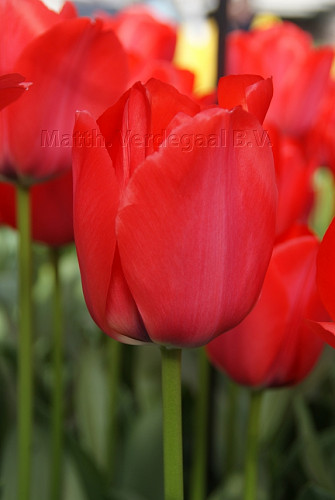 Tulipa Spryng