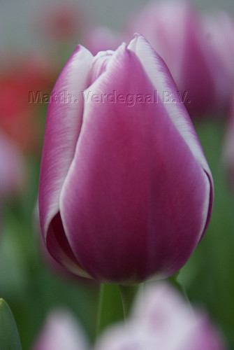 Tulipa Synaeda Blue
