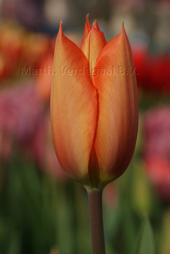 Tulipa Temple of Beauty