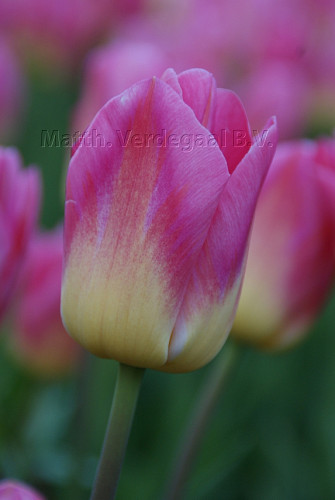 Tulipa Tom Pouce