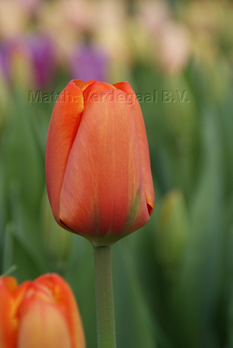 Tulipa Triple A