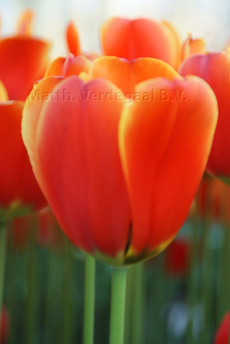 Tulipa World\'s Favourite
