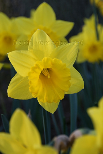 Narcissus Exeption
