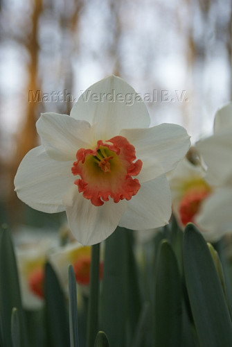 Narcissus Pink Charm