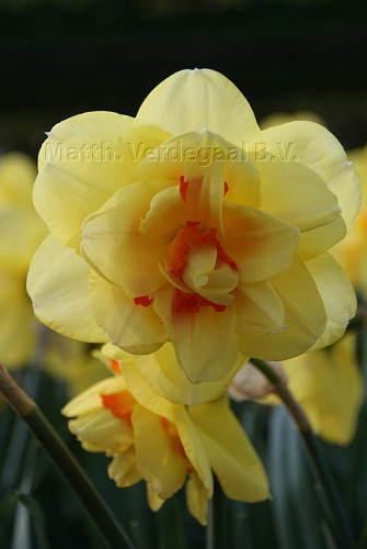 Narcissus Tahiti