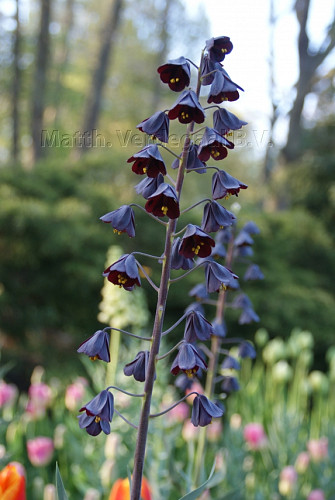 Fritillaria Persica