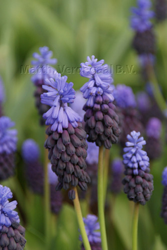 Muscari latifolium
