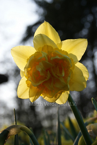 Narcissus Dick Wilden