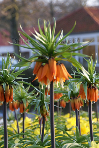 Fritillaria Imperialis