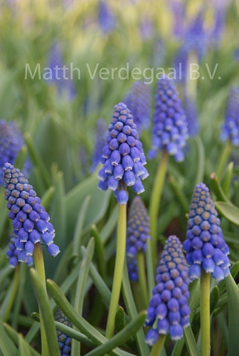 Muscari Armeniacum