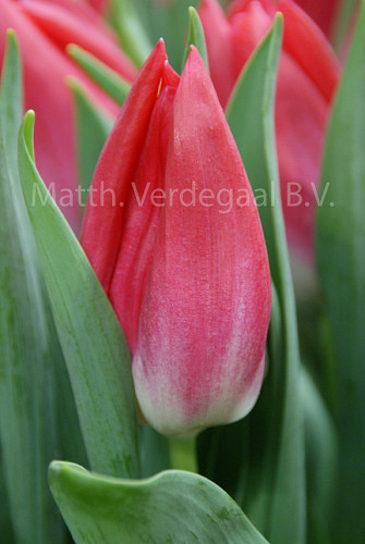 Tulipa Bolroyal Pink
