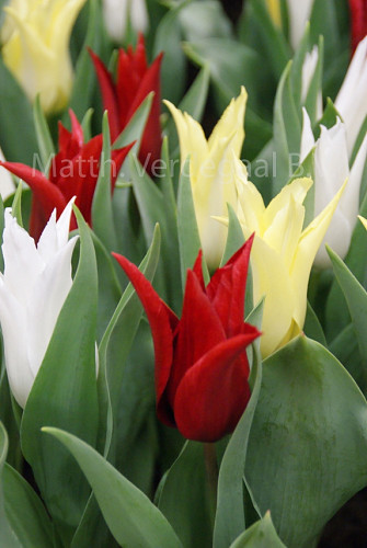 Tulipa Tres Chic Mix