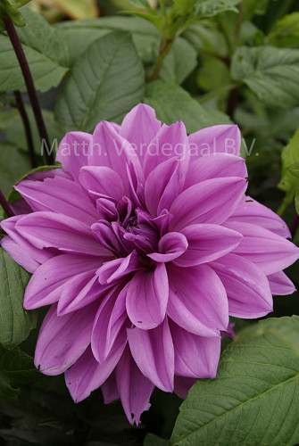 Dahlia Lilac Time