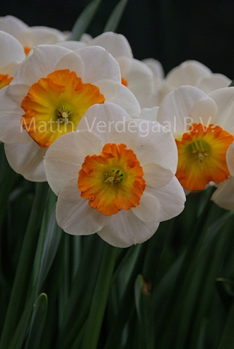 Narcissus Cartel