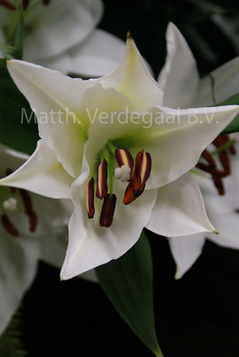 Lilium Arletta