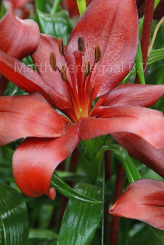 Lilium Corleone