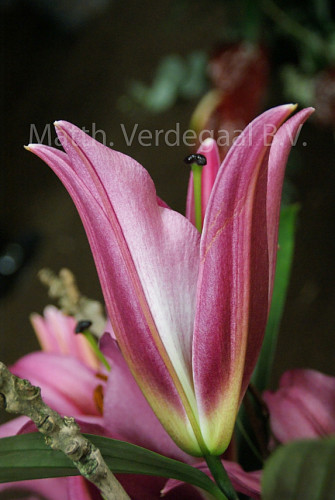 Lilium Dalian