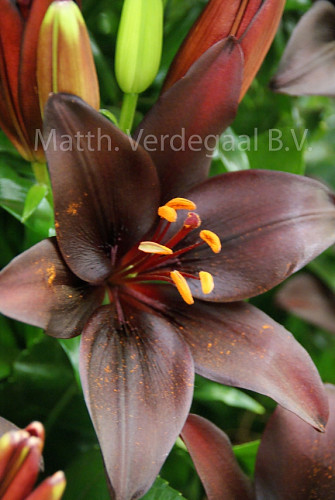 Lilium Dark Secret
